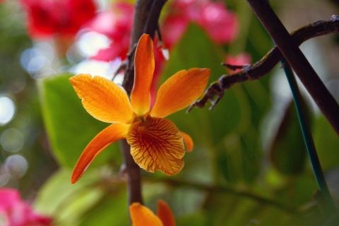 F6 00090 Orchidee Fleur - Photo - JHE