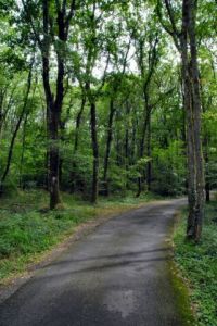 Photo de memorique: chemin forestier