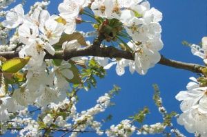 Voir cette oeuvre de Isabelle Richet: Cerisiers en fleur