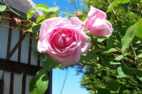 Rose du jardin - Photo - Isabelle Richet