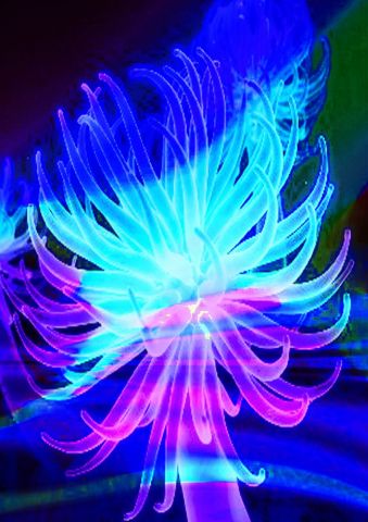 anemone - Art numerique - DManiac