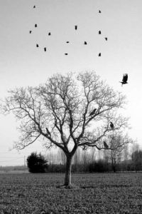 Photo de Sebastien Sirot: l'arbre a corbeaux