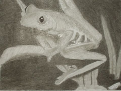 la grenouille - Dessin - david