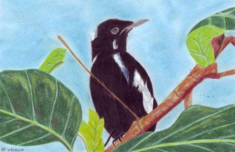 Magpie robin - Mixte - Chtipat