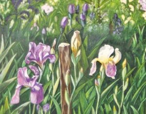 Voir le détail de cette oeuvre: champ d'iris en Occitanie