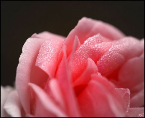 Perles de rose - Photo - gil