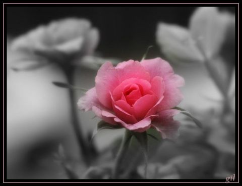 La rose - Photo - gil