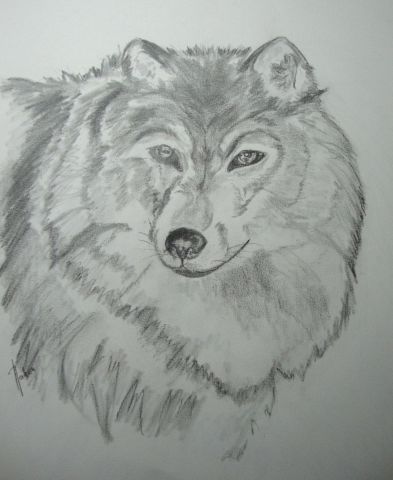 Wolf - Dessin - Nabou
