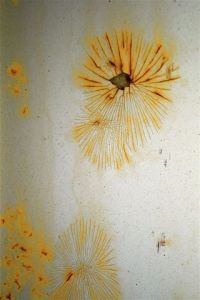 Peinture de nicole lechaczynski: fleur de rouille