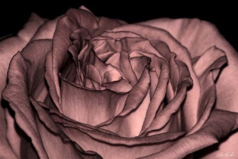 L'artiste Gregory Foulon - Coeur de rose