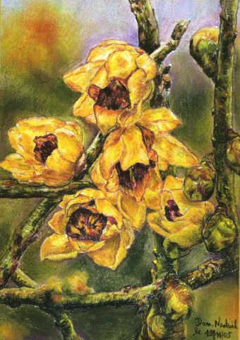 L'artiste domnanteuil - fleur de Chimanthus