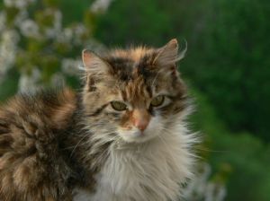 Photo de raymond la motte: le chat