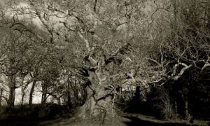 Photo de sellin: le vieux chêne