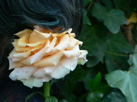 La Rose - Photo - raymond la motte