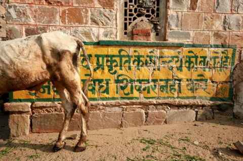 Demi-Inde - Photo - Hugues Demi-Inde - Photo - Hugues