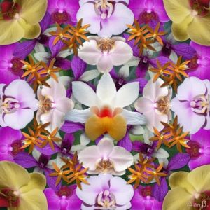 Voir cette oeuvre de Dan B: Orchidées