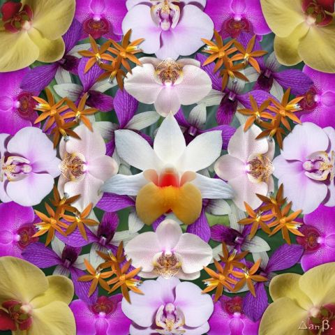 Orchidées - Art numerique - Dan B