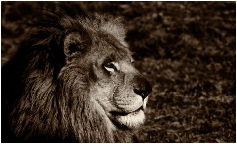 roi lion - Photo - gil