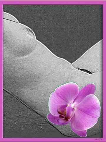 L'artiste sylvia - l'Orchidée