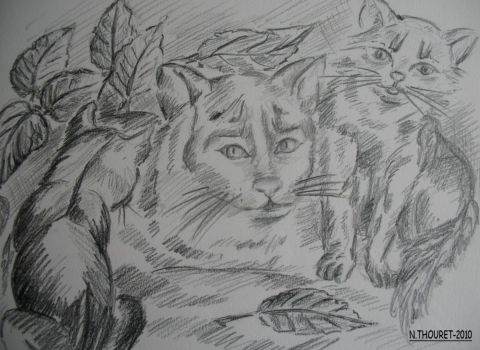regard de chats - Peinture - natal