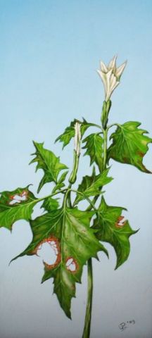 L'artiste Uko Post - little plant surviving ?
