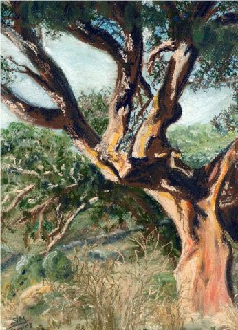 L'artiste ghighi - A l'ombre d'un chêne liège