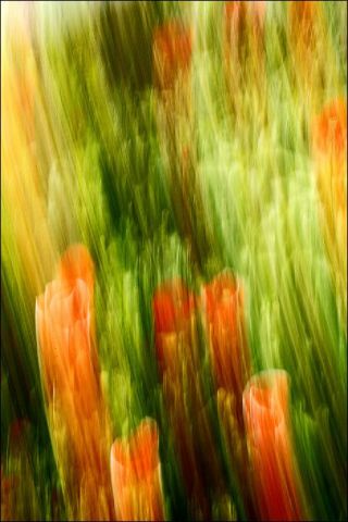 Orgues de Tulipes - Photo - Loeilouvert