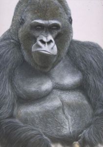 Voir cette oeuvre de georges rossi: gorille ..