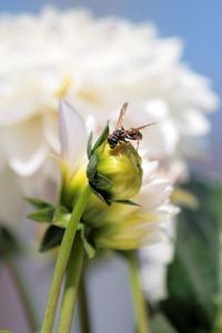 Voir cette oeuvre de Sebastien Bazin: Insecte sur fleur