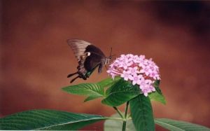 Artiste Artiste - Boheme