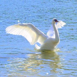 Voir cette oeuvre de Otelinda: Swan