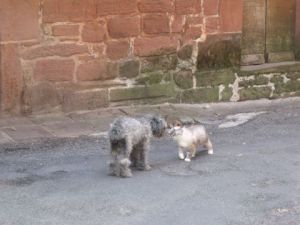 Photo de Regis: Comme chien et chat...