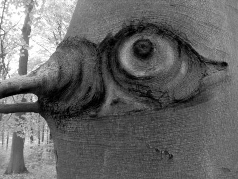 L'artiste Paul BENICHOU - L'arbre oiseau