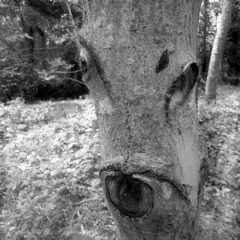 L'artiste Paul BENICHOU - l'arbre Biche