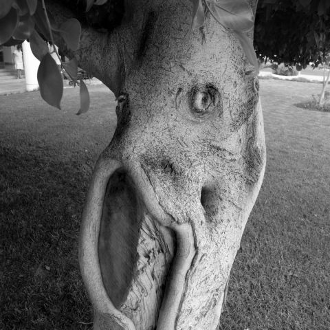 l'âne Arbre - Photo - Paul BENICHOU