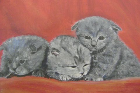 trois chatons - Peinture - Taiga Rainbow