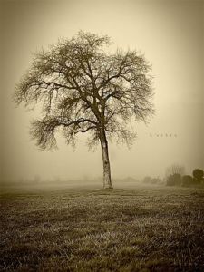 Photo de vassago: l'arbre