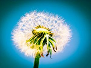 Artiste Andy Augustino