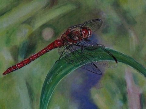 L'artiste Line - La libellule rouge