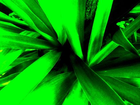 L'artiste EB - Yucca cancun L'artiste EB - Yucca cancun
