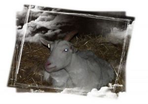 Artiste SYLVIANE CASCARINO