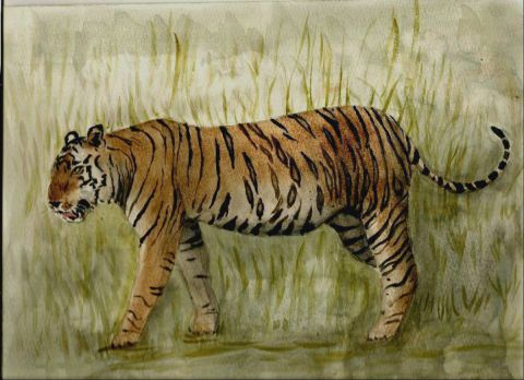 L'artiste MN Toulon - Tigre du Bengale