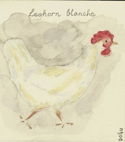 Leghorne blanche - Peinture - dogu erker