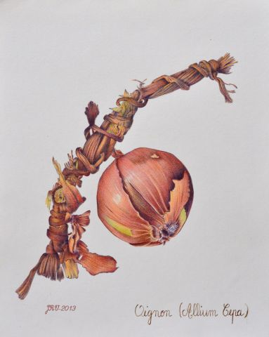 Oignon (Allium cepa) - Dessin - Valerie  Jouffroy Ricotta