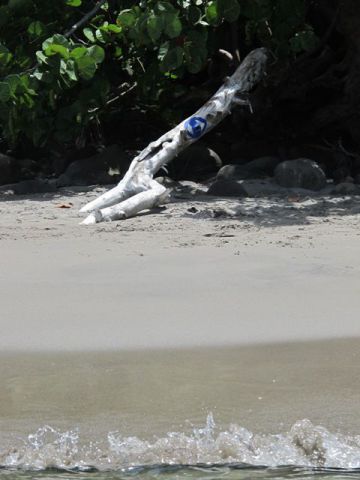 B' s blue eye dans son environnement - Peinture - MARIE INDIGO B' s blue eye dans son environnement - Peinture - MARIE INDIGO