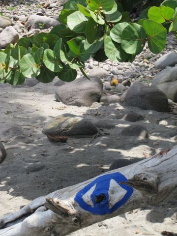 B' s blue eye dans son environnement - Peinture - MARIE INDIGO B' s blue eye dans son environnement - Peinture - MARIE INDIGO