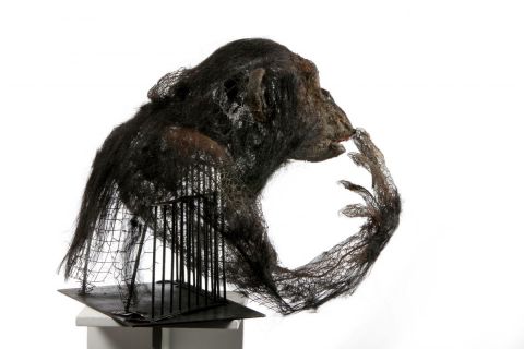 bonobo1 - Sculpture - Breval