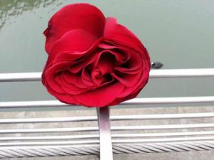 Voir cette oeuvre de Tami Samkharadze: Lovely Rose