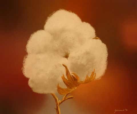 L'artiste Etienne Guerinaud  - Fleur de coton