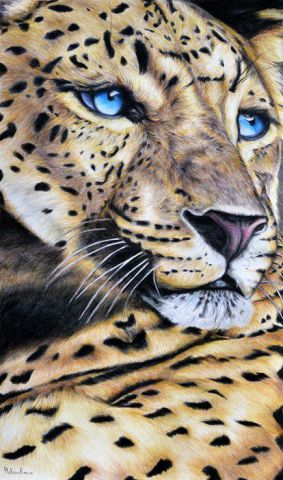 Regard de léopard - Dessin - Helene Roux